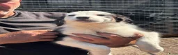 Border Collie dogs for sale: Isds reg border collie pups in Llangadog - Advert 2