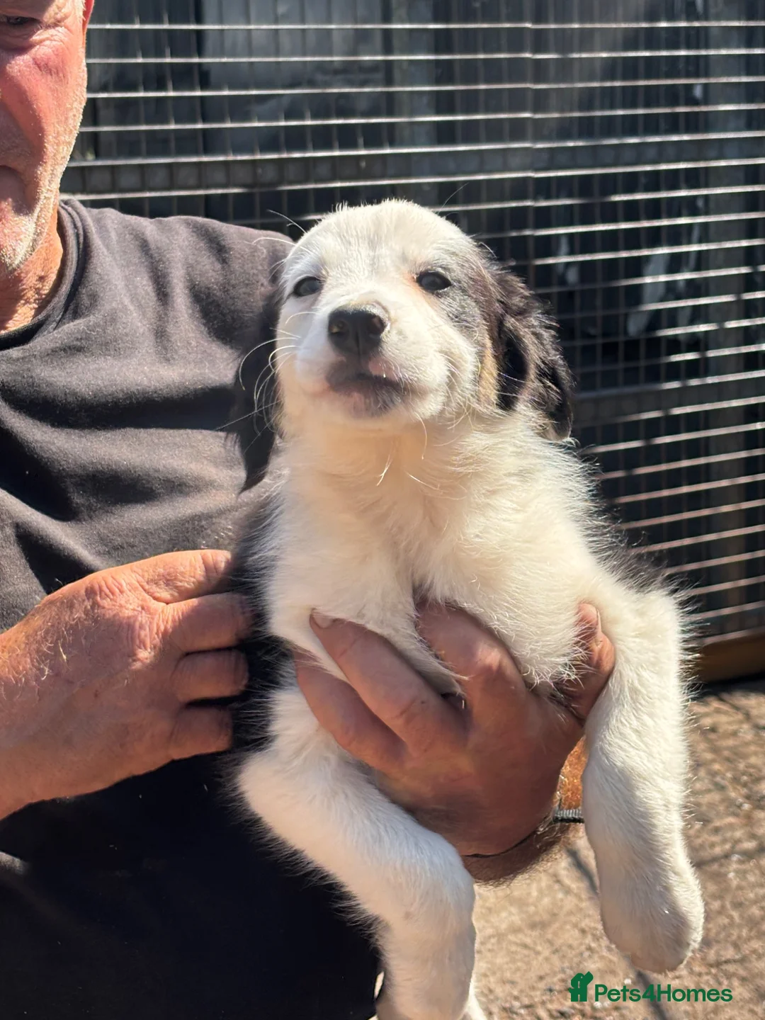 Border Collie dogs for sale: Isds reg border collie pups in Llangadog - Advert 2