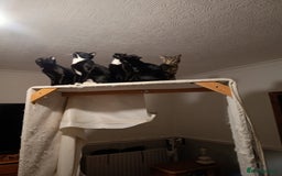 Mixed Breed cats for sale: READY NOW beautiful & charming 4mths old kittens - Image 4