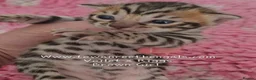 Bengal cats for sale: Tica registered bengal kittens - Advert 9