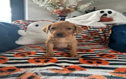Labrador Retriever dogs for sale: Beautiful fox red Labrador pups - Image 35