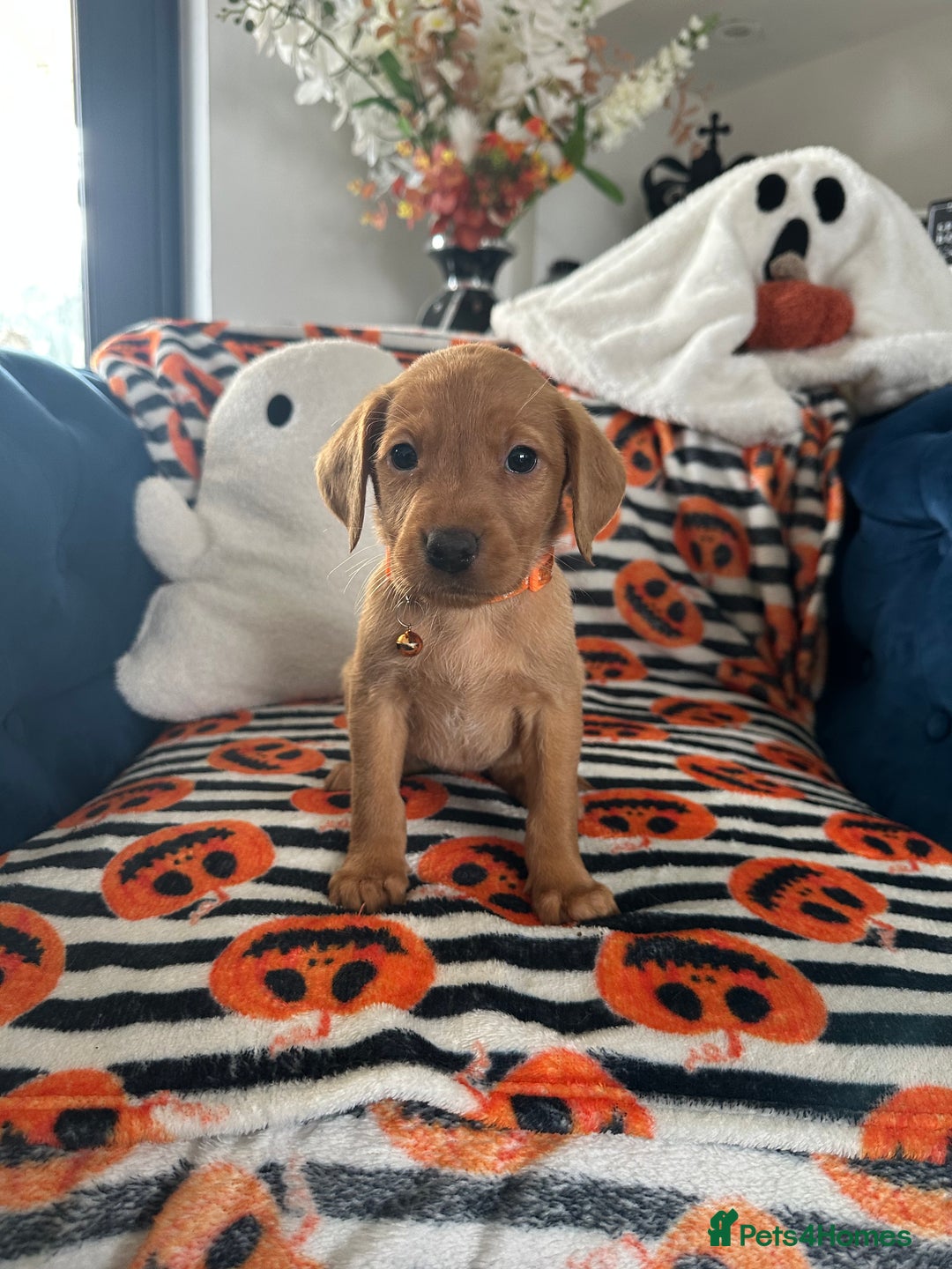 Labrador Retriever dogs for sale: Beautiful fox red Labrador pups - Image 35