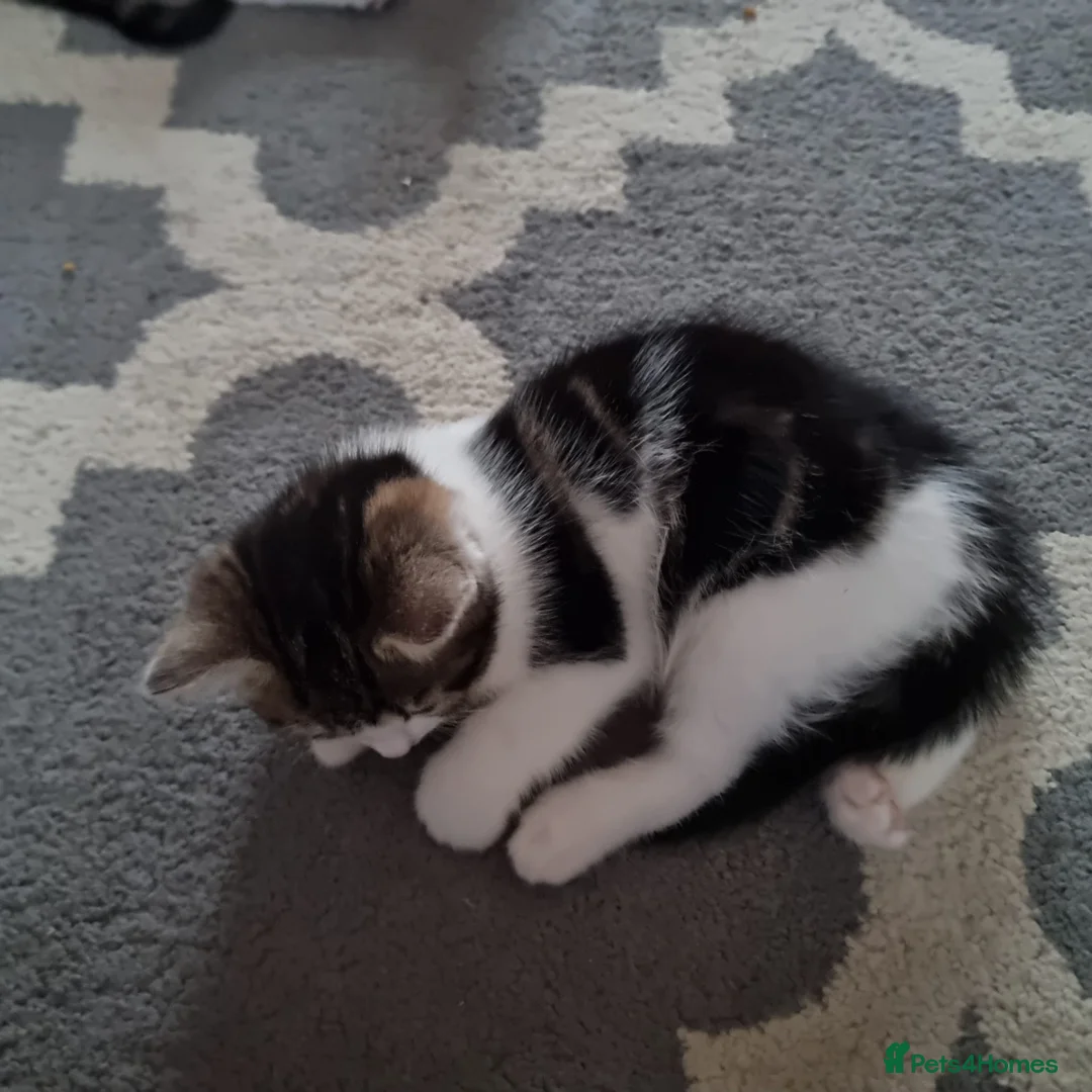 Mixed Breed cats for sale: 4 Cute Kittens For Sale !!!! - Advert 9