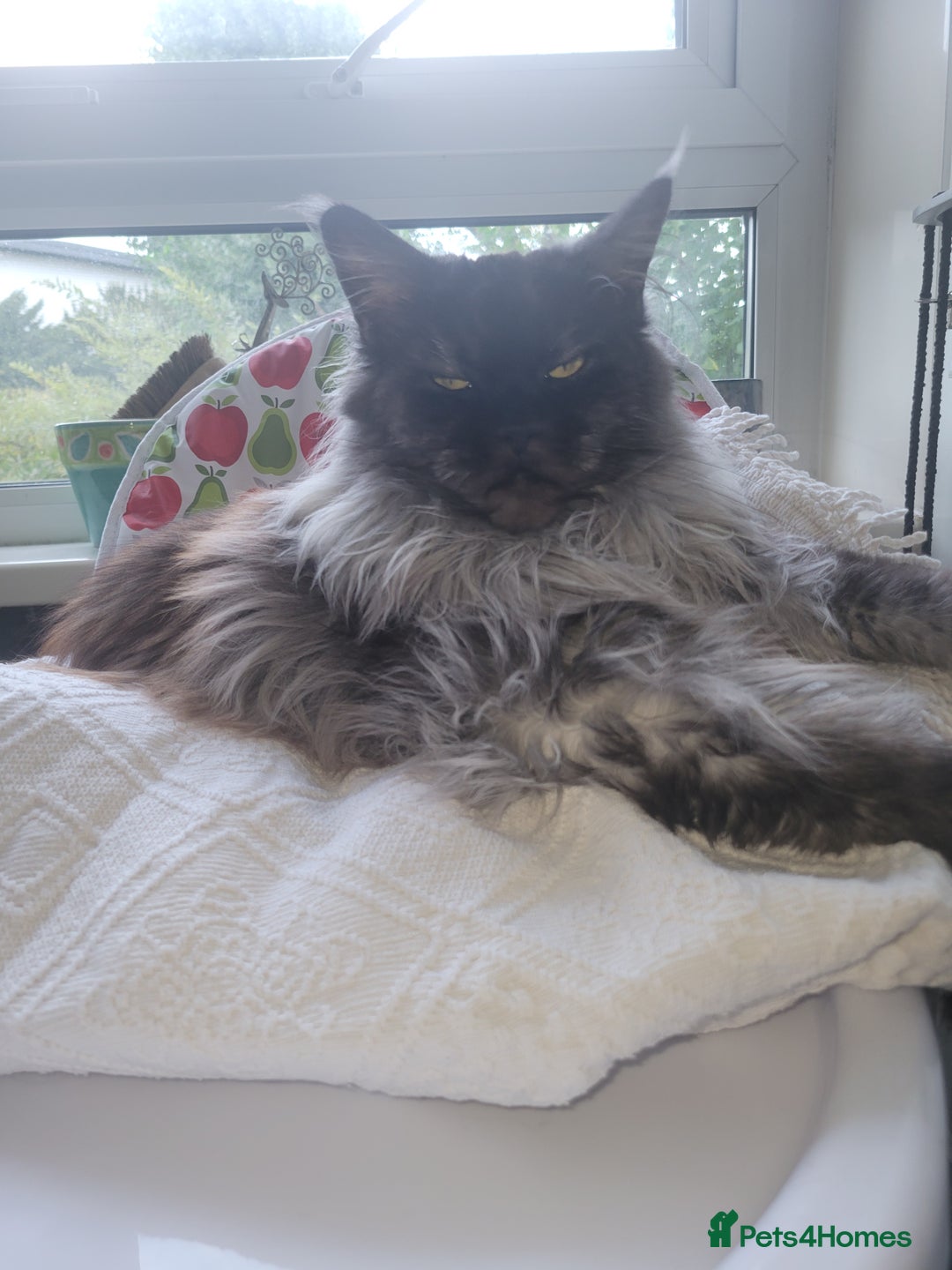 Maine Coon cats for sale: Maine coone kittens  - Advert 2