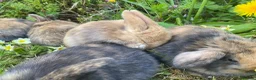 Mini Lop rabbits for sale: Beautiful mini-lop baby rabbits - Advert 6