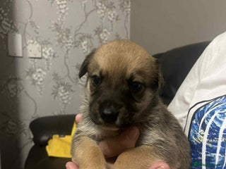 Mixed Breed dogs German shepherd x staffy x Rottweiler - Advert 3