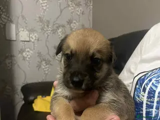 Mixed Breed dogs German shepherd x staffy x Rottweiler - Advert 10