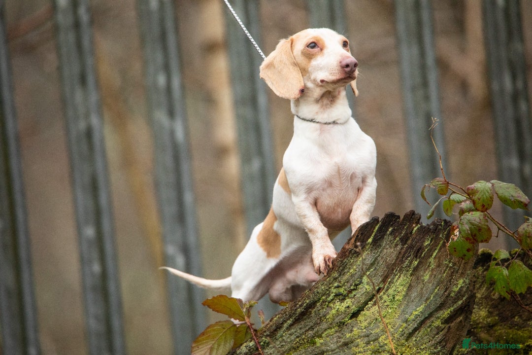 Miniature Dachshund dogs for stud: Tiny miniature dachshund for stud  in Maesteg - Advert 3