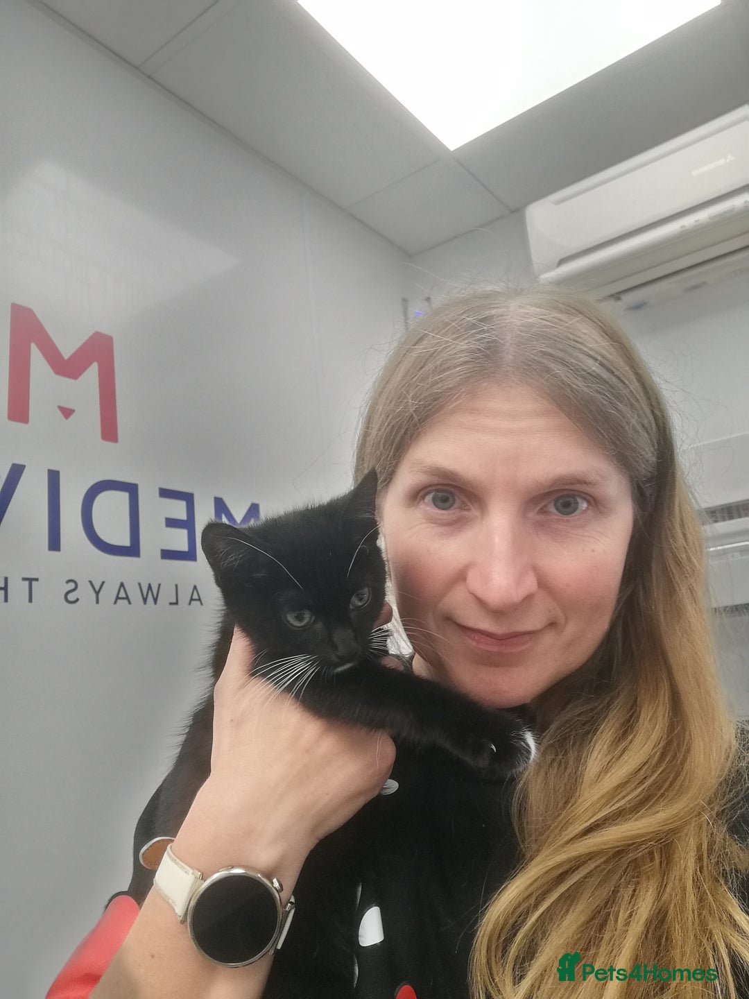 Mixed Breed cats for adoption: 💙🐱 OREO & SHADOW 😺💙 - Image 18