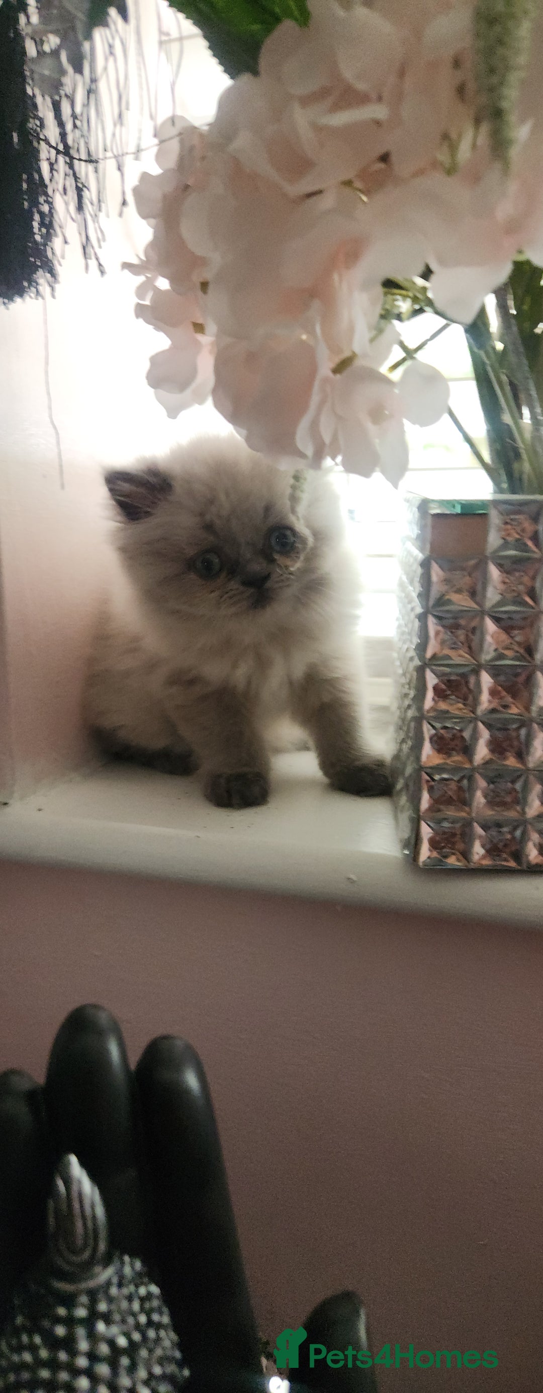 Persian cats for sale: Beautiful blue eyed rare percian point - Image 1