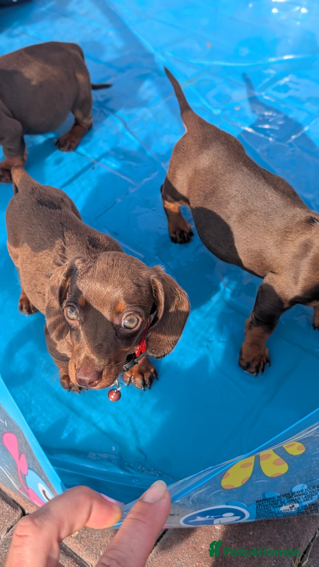 Dachshund dogs for sale: Dachshund puppies - Image 8