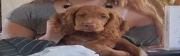 Cocker Spaniel dogs for sale: Cocker spaniel female 1 year old  in Rotherham - Advert 7