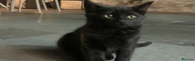 Domestic Shorthair 3