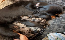 Cavapoo dogs for sale: ⭐ F1 Merle Cavapoos Extensively Health Tested⭐ - Image 2