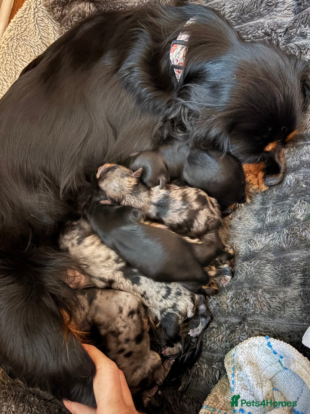 Cavapoo dogs for sale: ⭐ F1 Merle Cavapoos Extensively Health Tested⭐ - Image 2