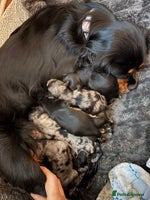 Cavapoo dogs - Advert 6