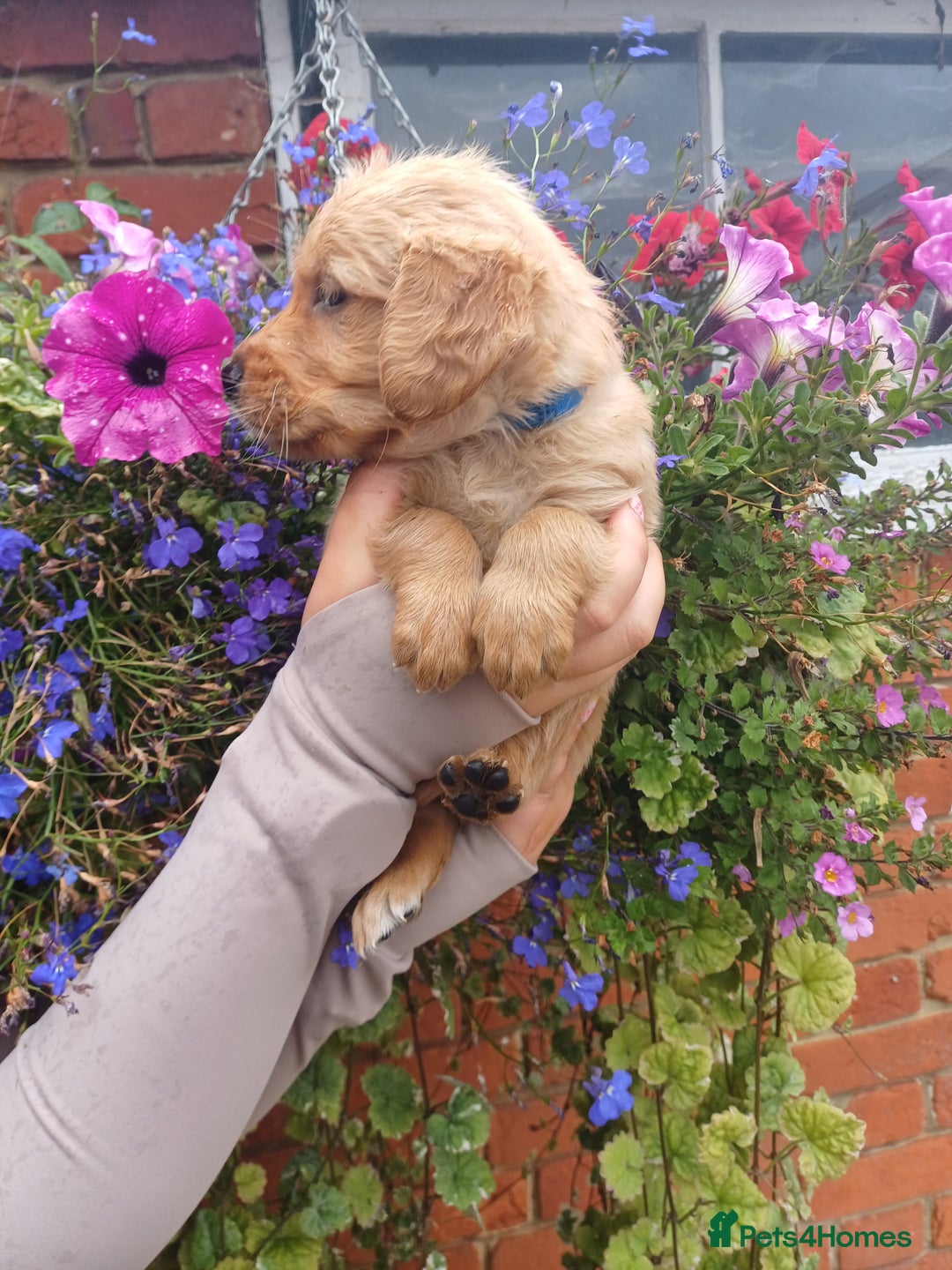 Golden Retriever dogs for sale: Heath tested parents kc reg 5 star licenced  - Image 4