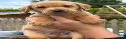 Labrador Retriever dogs for sale: Fox red Labrador puppys kc registered  - Advert 4