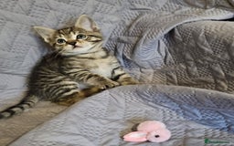 Russian Blue cats for sale: Mix Russian Blue and Maine Coon - Image 8