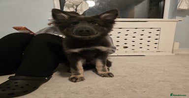 German Shepherd dogs READY NOW long hair straight back German shepherd - Advert 7