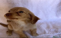 Cocker Spaniel dogs for sale: Gorgeous Lemon Cocker Spaniel Pups in Fordingbridge - Image 2