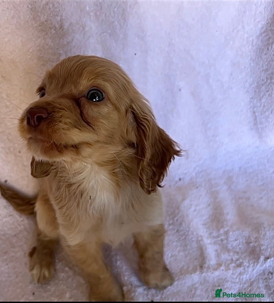 Cocker Spaniel dogs for sale: Gorgeous Lemon Cocker Spaniel Pups in Fordingbridge - Image 2