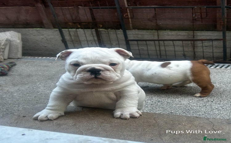 English Bulldog dogs - Advert 1