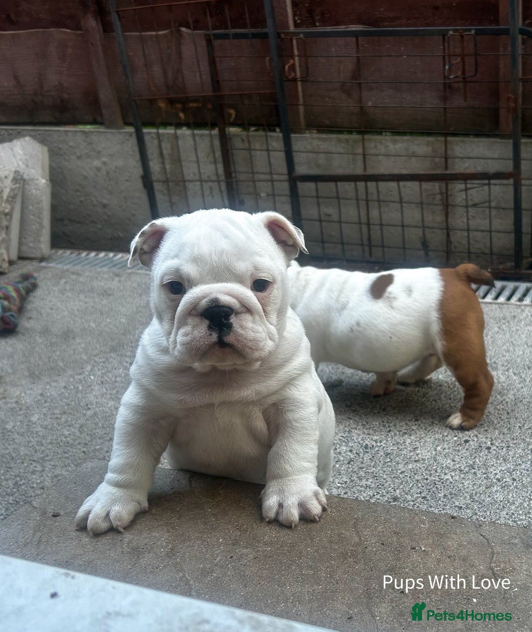English Bulldog dogs for sale: ⭐ Exceptional Health Tested Parents ONLY 1 💙 left - Image 4