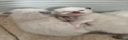 Ragdoll cats for sale: Charming Ragdoll kittens - Advert 6