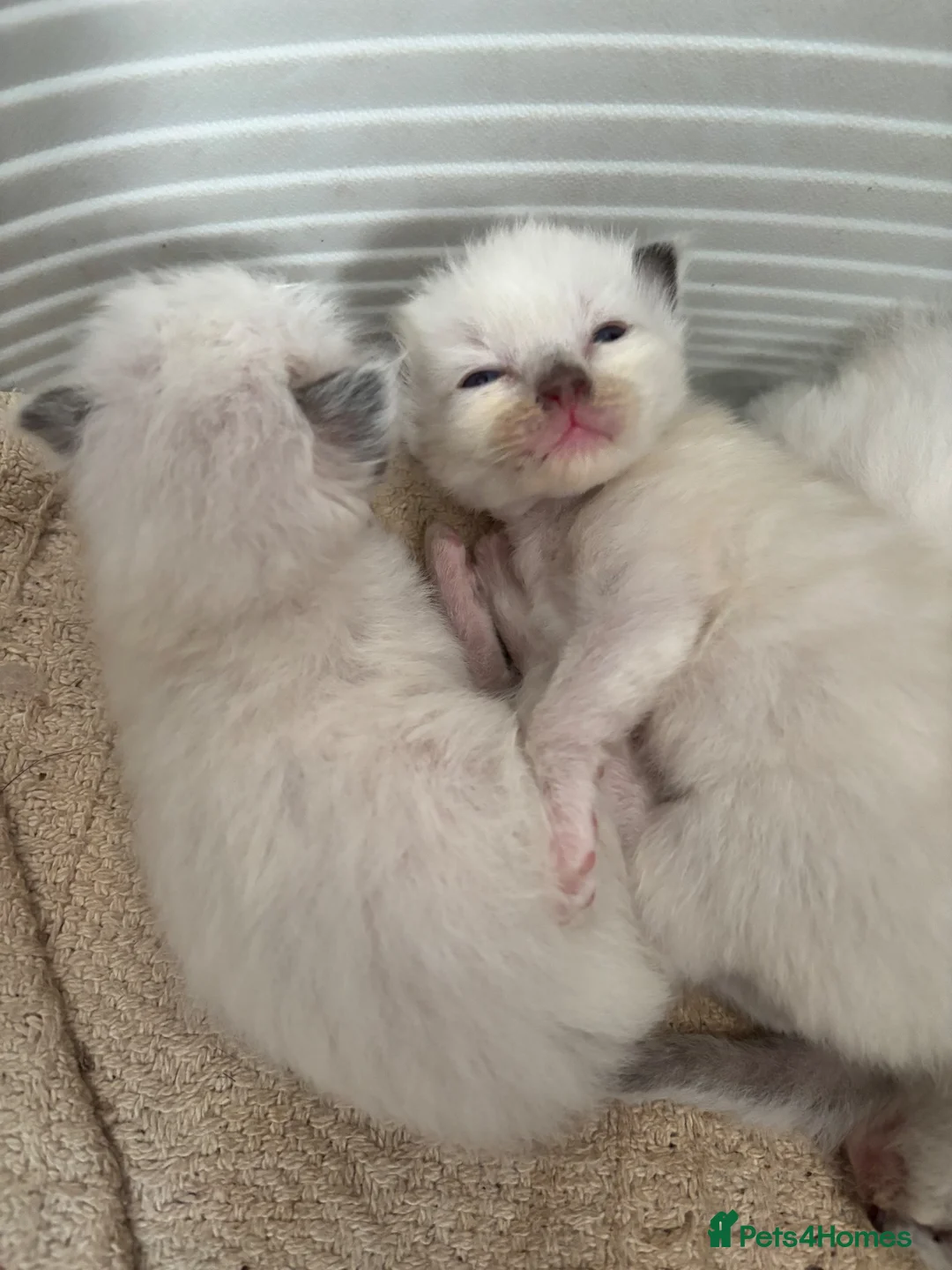 Ragdoll cats for sale: Charming Ragdoll kittens - Advert 6