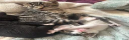 Mixed Breed cats for sale: Kittens *85* if picked up today - Advert 2