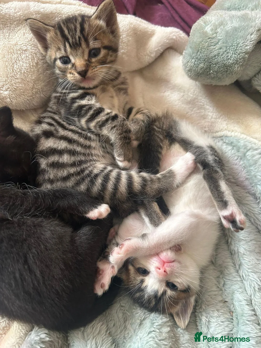 Mixed Breed cats for sale: Kittens *85* if picked up today - Advert 2