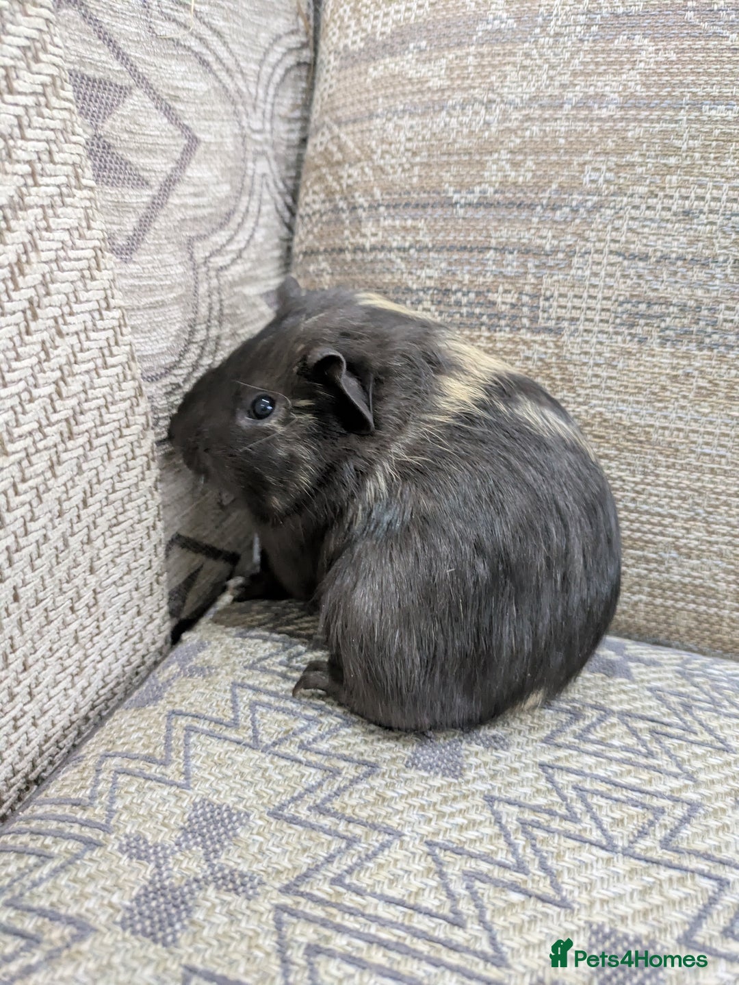 Guinea Pig rodents for sale: Guinea pig babies for sale  - Image 6