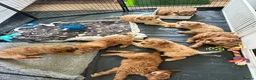 Mini Goldendoodle dogs for sale: F1 Mini Goldendoodle Puppies- ONE REMAINING   - Advert 4