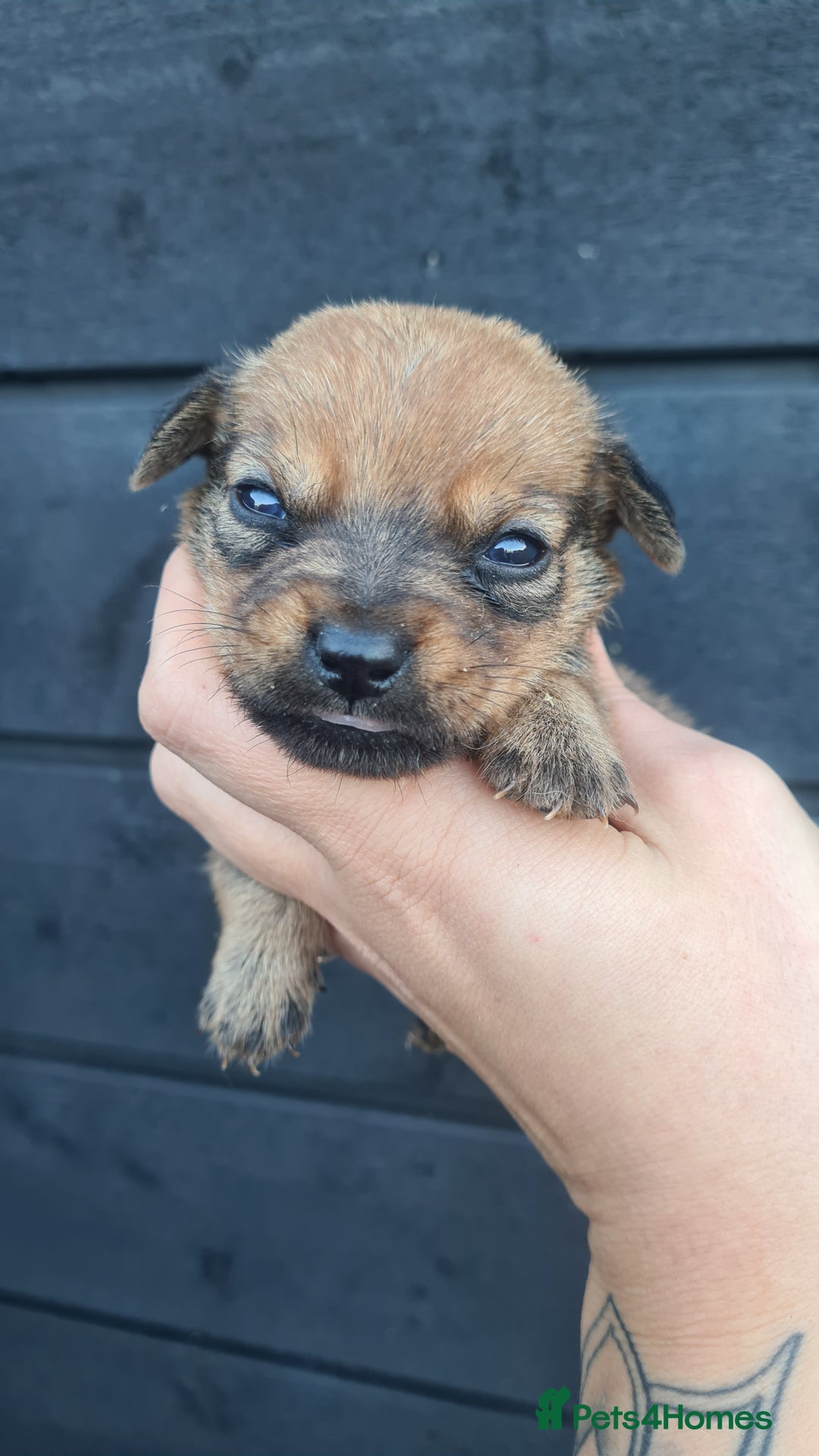 Mixed Breed dogs for sale: Patterjack x daxies pups available  - Advert 30