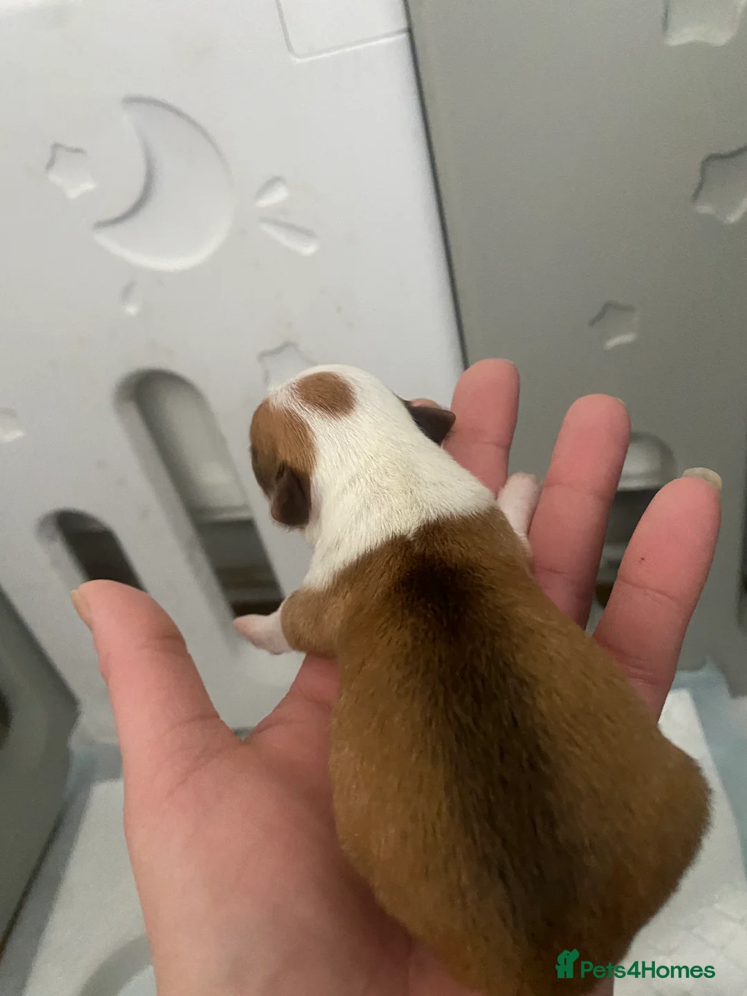 Jack Chi dogs for sale: 3/4 Chihuahua 1/4 Jack Russell puppies  - Advert 10