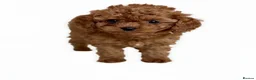 Cavapoo dogs for sale: Adorable teddy bear toy cavapoo  - Advert 9