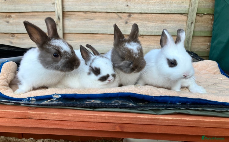 Netherland Dwarf rabbits - Advert 16