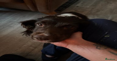 English Springer Spaniel dogs - Advert 5