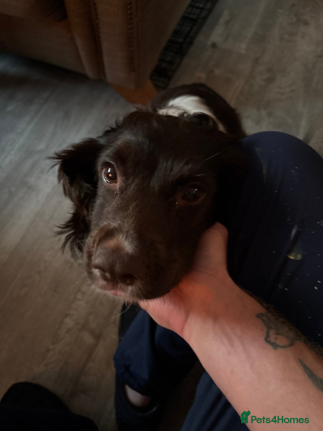 English Springer Spaniel dogs for sale: Last litter from an exceptionally stunning breed  - Image 3