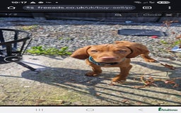 Hungarian Vizsla dogs for sale: 6 month old hungarian viszla  - Image 2