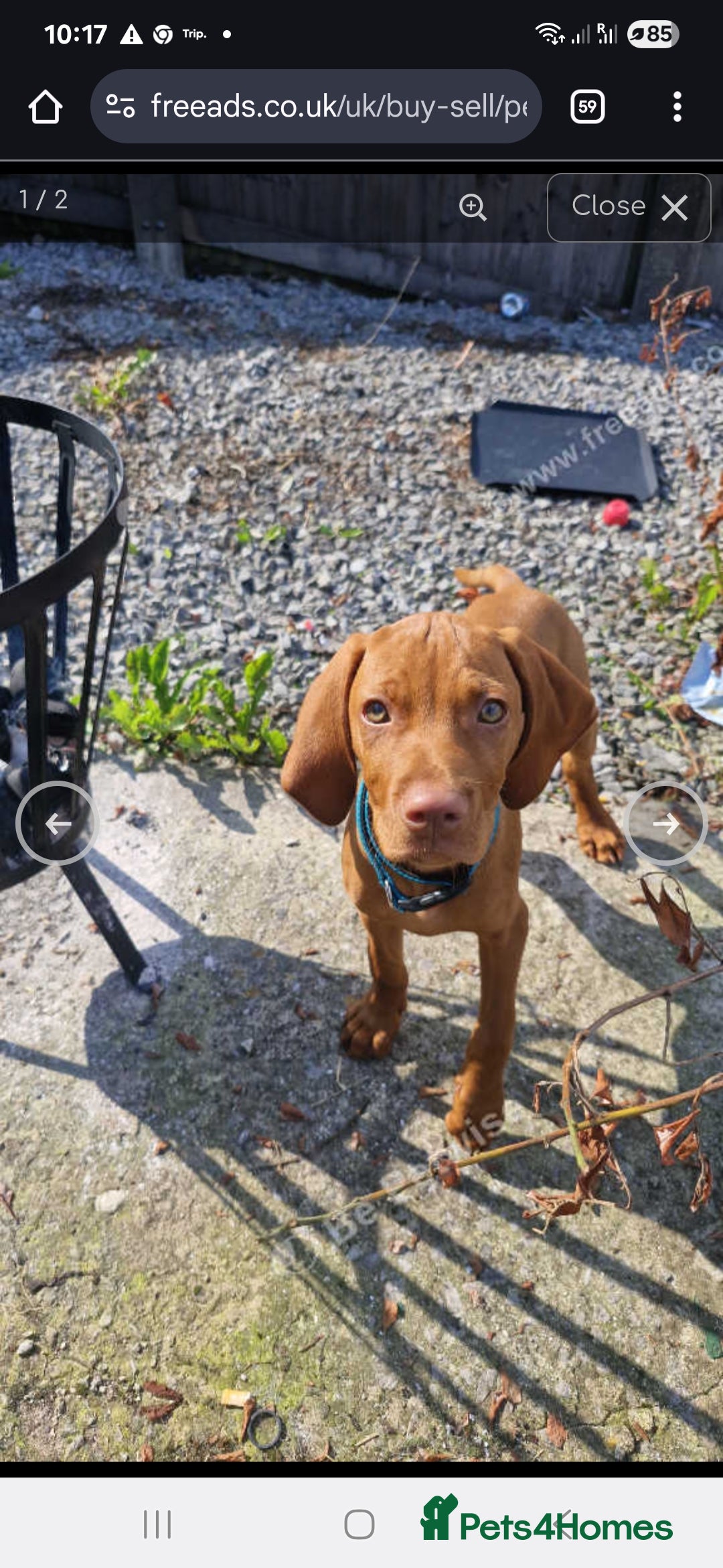 Hungarian Vizsla dogs for sale: 6 month old hungarian viszla  - Image 2
