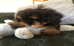 Mixed Breed dogs for sale: shihtzu x toy poodle puppies for sale - Image 18