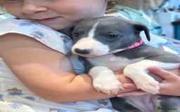 Whippet dogs for sale: Kc reg whippets Hear and eye tested parents  - Image 21