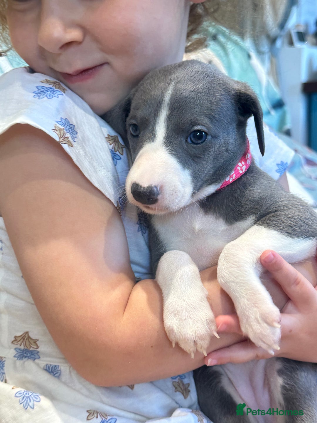 Whippet dogs for sale: Kc reg whippets Hear and eye tested parents  - Image 21