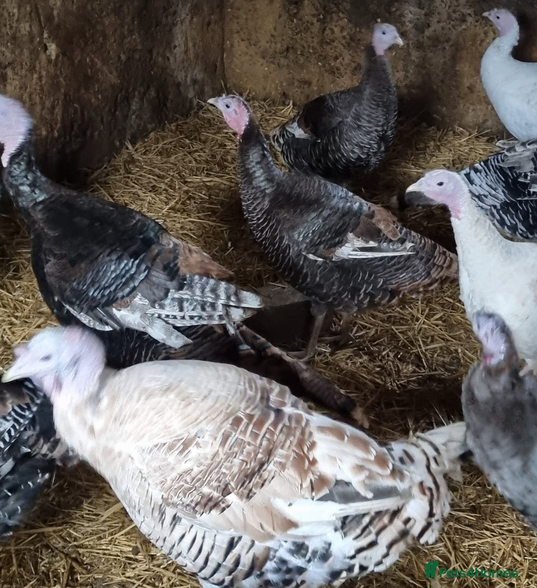 Turkeys poultry for sale: Turkeys for sale  - Advert 3