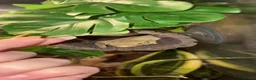 Gecko reptiles for sale: Dalmatian crested gecko  - Advert 2