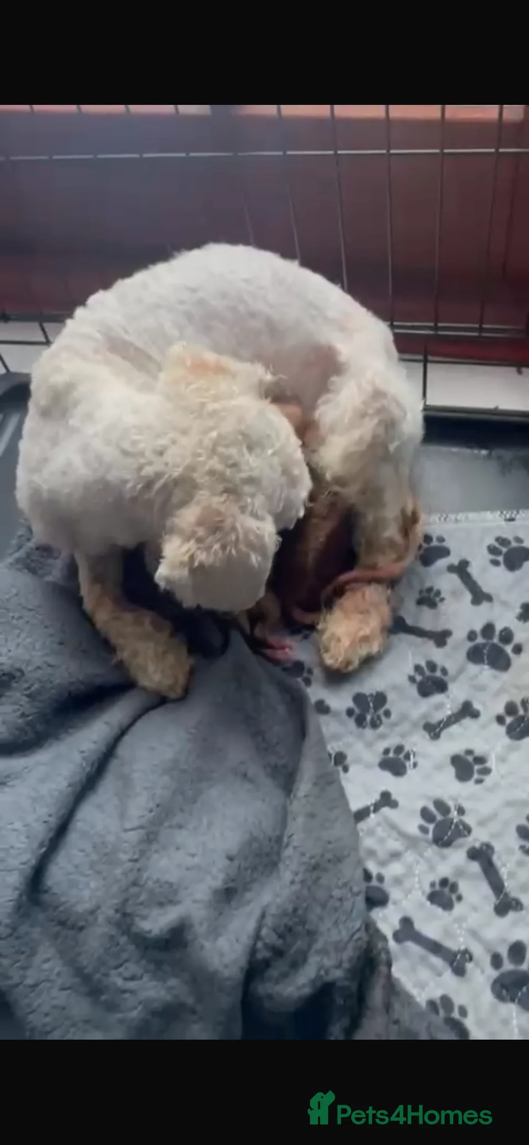 Mixed Breed dogs for sale: 2 adorable miniature poodles  - Advert 10