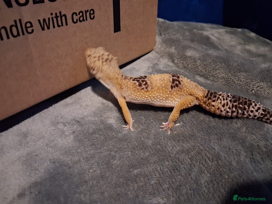Leopard Gecko reptiles for sale: £20 Leopard geckos - Advert 13