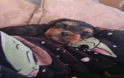 Yorkshire Terrier dogs for sale: Last female Yorkshire Terrier puppy left - Image 32